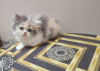 Calico Persian Cat Punch Face (Exotic Bloodline)